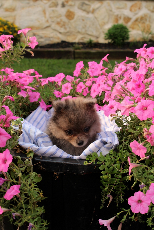 puppy, for, sale, Pomeranian, Matthew B. Stoltzfus, dog, breeder, Gap, PA, dog-breeder, puppy-for-sale, forsale, nearby, find, puppyfind, locator, puppylocator, aca